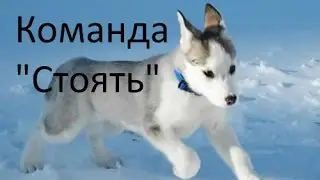 Как научить собаку командам. Команда 