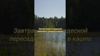 Подпишись, чтобы не пропустить. У меня много полезного для орхидей #орхидеи #уход #shorts