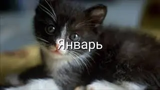 Какая ты кошка по месяцу рождения.