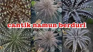 16 JENIS DYCKIA! TANAMAN KUAT PANAS DAN TANPA PERAWATAN KHUSUS!!