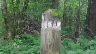 5 дней в лесу. Трейлер