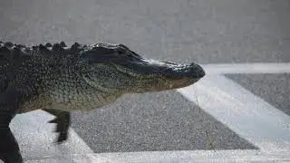 Alligator Walks Slowly On the Crosswalk To Reach Opposite Side As People Wait And Watch Them