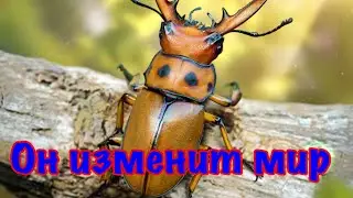 The Ants. Красный Жук-Олень