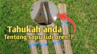 MITOS SAPU LIDI AREN //MANFAAT SAPU LIDI AREN