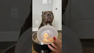 They eat better than me