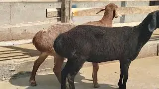 ZOTLI QOYLAR
