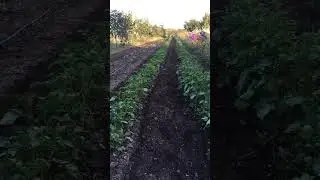 Яровизатор для картофеля летней посадки