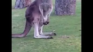 kangaroo baby - in mamy bag