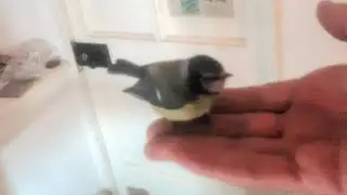 Taking Fearless Blue tit for a walk..