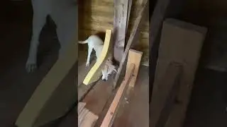 Раф ,помошник на стройке