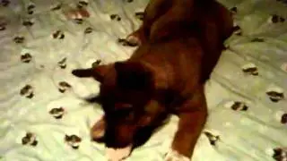barking teddy :)