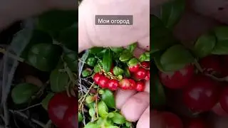 Поспели  плоды в моём огороде.  🌲🥝 А чтобы у тебя поспело?? Шли фото, видео!