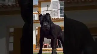 #short #shorts #presacanario