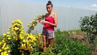 Красота! /в мире интересного #дкоративныекустарники