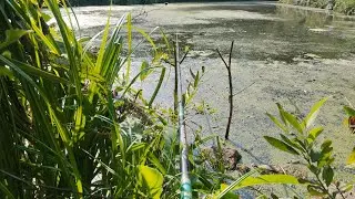 Рибалка на великі копанці #рибалка #fishing #карась #окунь