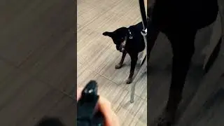 Сейчас я тебя буду пялить