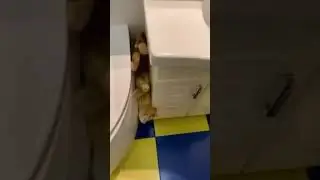 Котик , удивил хозяйку своей позой  :))) 👌