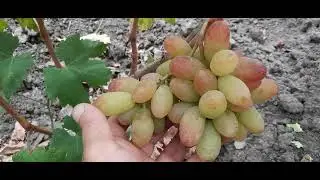НОВИНКИ!!! ГФ Винограда ПИНГ ПОНГ и ЭКИПАЖ (Калугин В.М.). 15.09.2023г. (Второй участок).