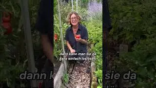 Tomatenhack- der Trick mit dem Klick #gardenhacks #garten #gardening #garden #tomatoes #harvest