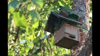 Bird watching titmouse