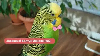 Волнистые  попугаи разговаривают 🐦 Попугай Кеша говорит 🐦 Забавные животные 🤗