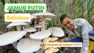PENEMUAN JAMUR RAKSASA DI PEDALAMAN HUTAN MALUKU -ADAKAH BISA DI KOSUMSI