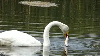 Łabędż krzykliwy / Whooper swan (Cygnus cygnus)