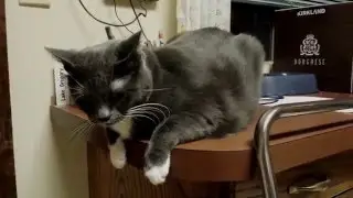 Cat Food