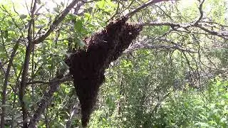 Привился  рой  на  ветке !!!