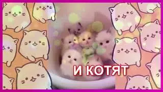 Тизер