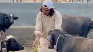 Gammy Ki Mehman Nawazi🤣🤡 | Part 2🔥| Ek Gao Ki lajawab Story😍
