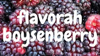 Самозамес. Flavorah (FLV) Boysenberry - обзор