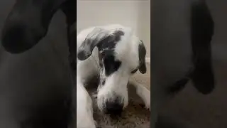 #foryou #foryoupage #fyp #cute #funny #viralvideo #viral #dog #viralreels #fy #fypシ #fun #viralreels