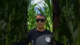 #кукуруза #limagrain #drone #agriculture #farming #работа #corn #agro #LG3490