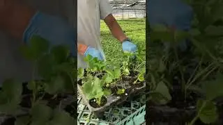 Посадка и обрезка клубники. Работа на ягодной ферме в Англии