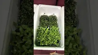 Доставка зелени в мороз.