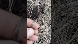 Колечко, серебряное колечко!