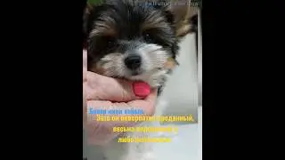 Бивер Йорк пора выбирать щенка #ШансПрованс#shansprovans#бивер#йорк#щенокмини #биверотзаводчика