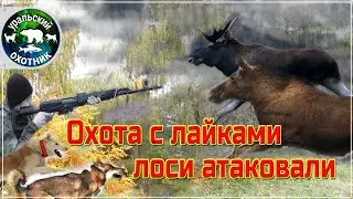 Охота с TG3 на лося и неожиданная атака.