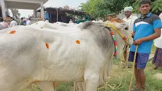 దేవరకద్ర సంతలో అందమైన పాలపళ్ళ కోడె దూడల రేటు | Beautifull Milkteeth Ongole Bulls prices