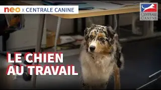 LE CHIEN AU TRAVAIL - Neo x Centrale Canine