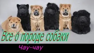 Чау чау о породе собаки! Полное описание породы