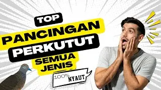 Perkutut Gacor RAJA PIKAT Untuk Semua Jenis Perkutut
