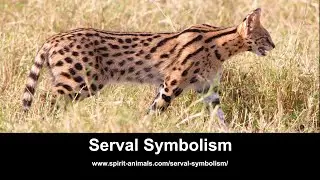Serval Symbolism