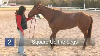 How to Train a Halter Horse