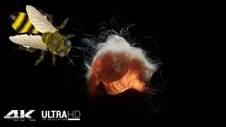 Уникальное зрелище, макросъемка насекомых в Ultra HD 4K. Абстракция красок.