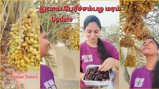 துபாய் பேரீச்சம்பழ மரம் / Dubai dates update-2 / #tamil #dates #youtubevideo #tamilvlog