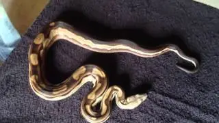 Boa morphs and the rest of the zoo
