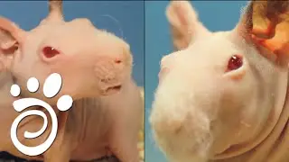 Голая Морская Свинка Скинни. Все О Домашних Животных.
