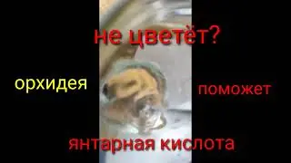 Что делать, если не цветёт орхидея?